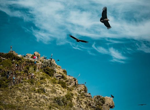 Perú presente en el día mundial para avistar aves