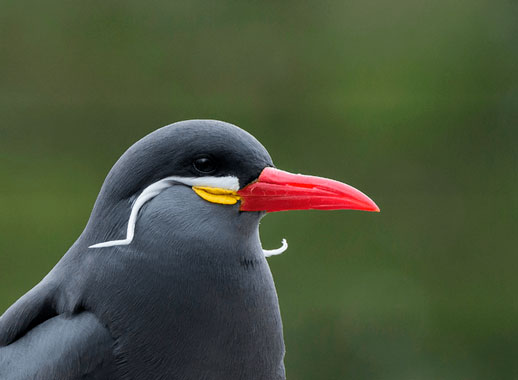 Perú se suma al October Big Day de avistaje de aves