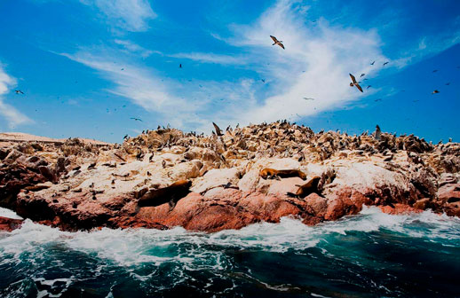 Refuerzan vigilancia ambiental en Islas Ballestas