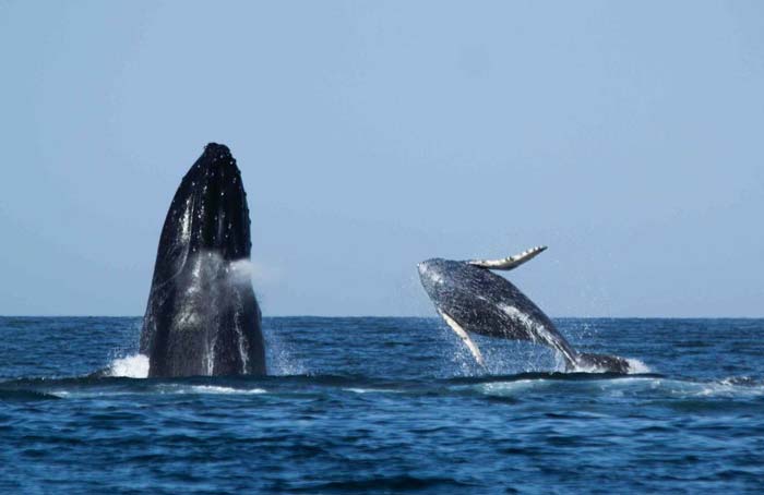 Perú refuerza la protección de ballenas jorobadas frente a riesgos en su ruta migratoria