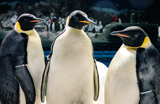 Los pingüinos emperador se podrán ver en SeaWorld Orlando