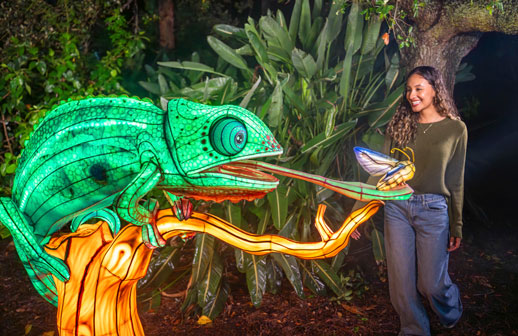 Aquatica Orlando lanza Illuminate, su primer festival nocturno de linternas