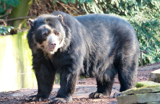Impulsan una ley para proteger al oso andino