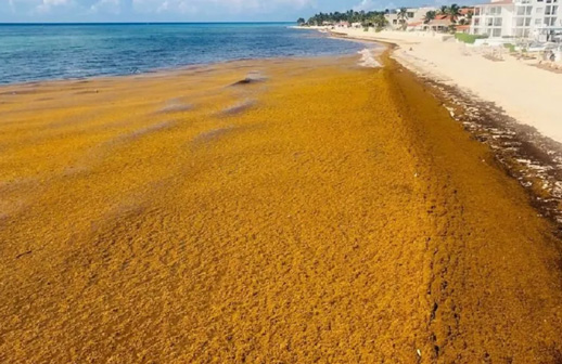 Quintana Roo se prepara para una temporada récord de sargazo