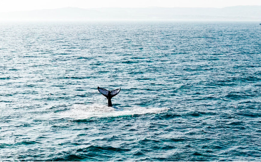 Perú inicia la temporada de ballenas y busca repetir el movimiento turístico de 2025